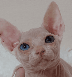 Odd-eyed cat. Canadian Sphynx