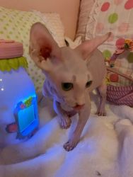 for sale sphynx