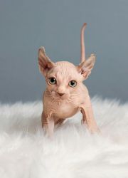 Pure breed Sphynx