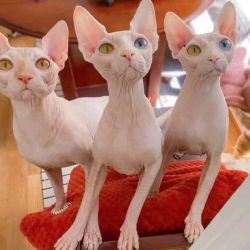 Pure breed Sphynx kittens for adoption