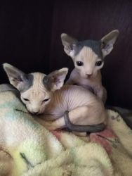 Sphynx Kittens