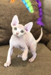 Sphynx Kittens For Sale to Loving Pet Homes
