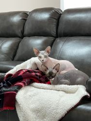 2 female Spade sphinx cats for sale