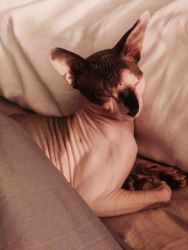 13 year old Sphinx Male Cat