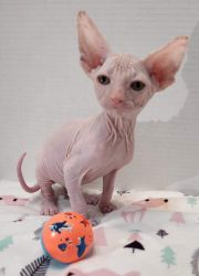 Sphynx Kittens available now!