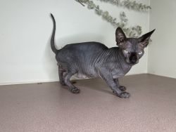 Male and female sphynx cats