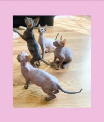 Available Sphynx Kittens Ready For Their New Homes Now!!!!