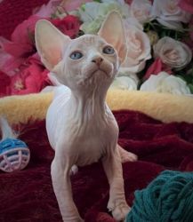 Healthy male and female Sphynx kittens