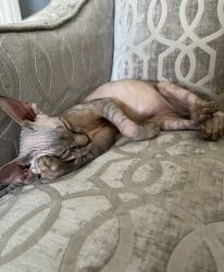 Young male sphynx