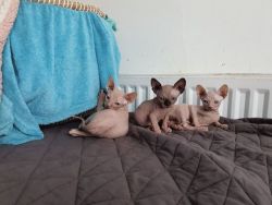 Lovely Sphynx Kittens available for sale