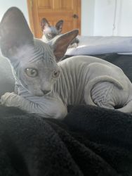Sphinx kitten