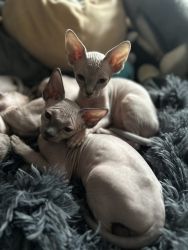 Sphynx kittens for sale