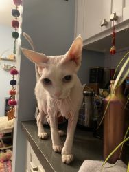 6 y.o. Pink Sphynx cat named Cairo