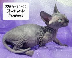 Sphynx Bambino Black Male Kitten