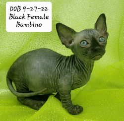 Black Sphynx Bambino Female Kitten
