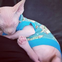 Sphynx cat for sale