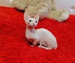 sphynx kitten for sale