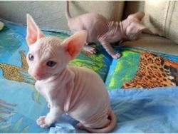 Lovely Sphynx Kittens available for sale - Sydney