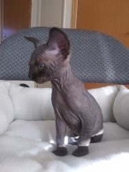 Olive. Kitten Sphinx.