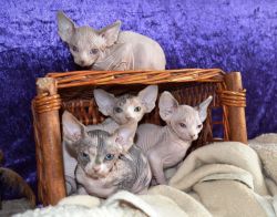 SPHYNX KITTENS AVAILABLE NOW