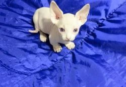 SPHYNX KITTENS LOOKING FOR SALE