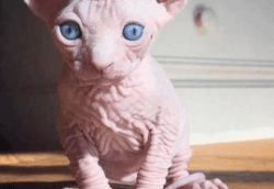 BLUE EYES HOME TRAINED SPHYNX KITTENS AVAILABLE AND READY