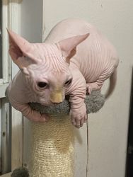 Sphynx Bambino male cat for sale