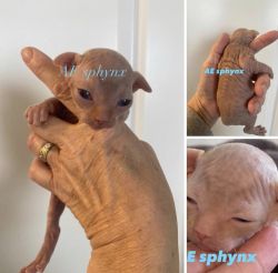 Sphynx Kitten Available