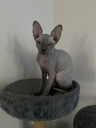 SPHYNX READY FOR NEW HOME