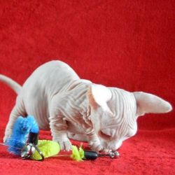 DNA ,Quality, Health Tested Sphynx Kittens
