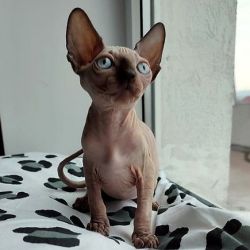 Quality, Health Tested Sphynx Kittens