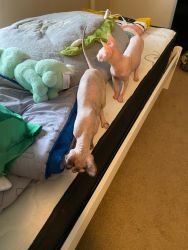 2 Beautiful Sphynx Cats Not Spayed or Neutered (NOT SIBLINGS)