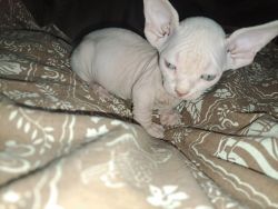 Beautiful sphynx kittens looking for forever homes.