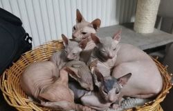 Amazing sphynx kittens for sale