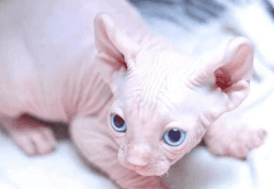 Blue eyes Hairless kittens