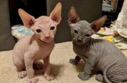 Adorable sphynx male and female kittens for sale.
