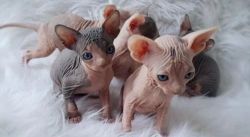 Amazing Sphynx kittens for sale