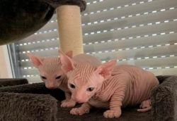 Outstanding hairless sphynx kittens for sale!