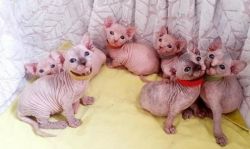 Beautiful sphynx kittens available for sale