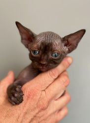 Sphynx kitten - Chocolate intact male