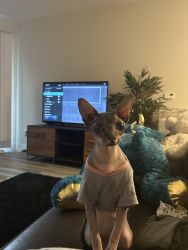 Selling my lovely beautiful green eyed sphynx.