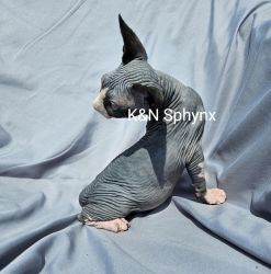 Male and Female Sphynx kittens