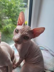 Stunning Sphynx Kittens available