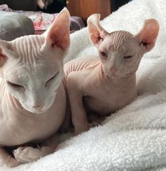 Two Sphynx’