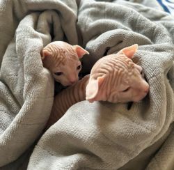 Sphynx kittens male and female