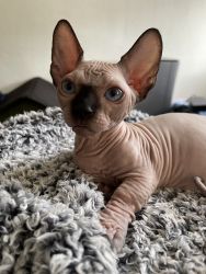 Sphynx Bambino male cat seal point with blue eyes