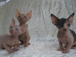 Beautiful Sphynx Kittens for sale