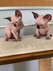 SPHYNX SEAL POINT FOR SALE TAMPA FL