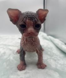 Don't miss out on these sphynx kittens