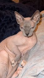 Sphynx cat for sale ( hairless cat )